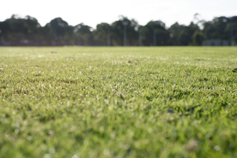 voetbalveld 