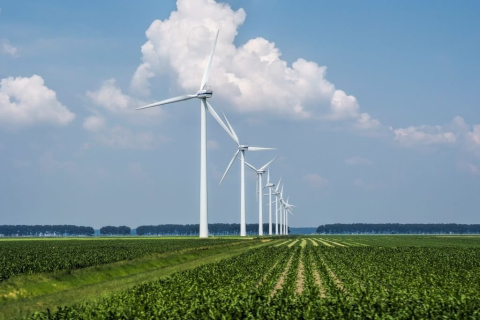 windmolens in weide